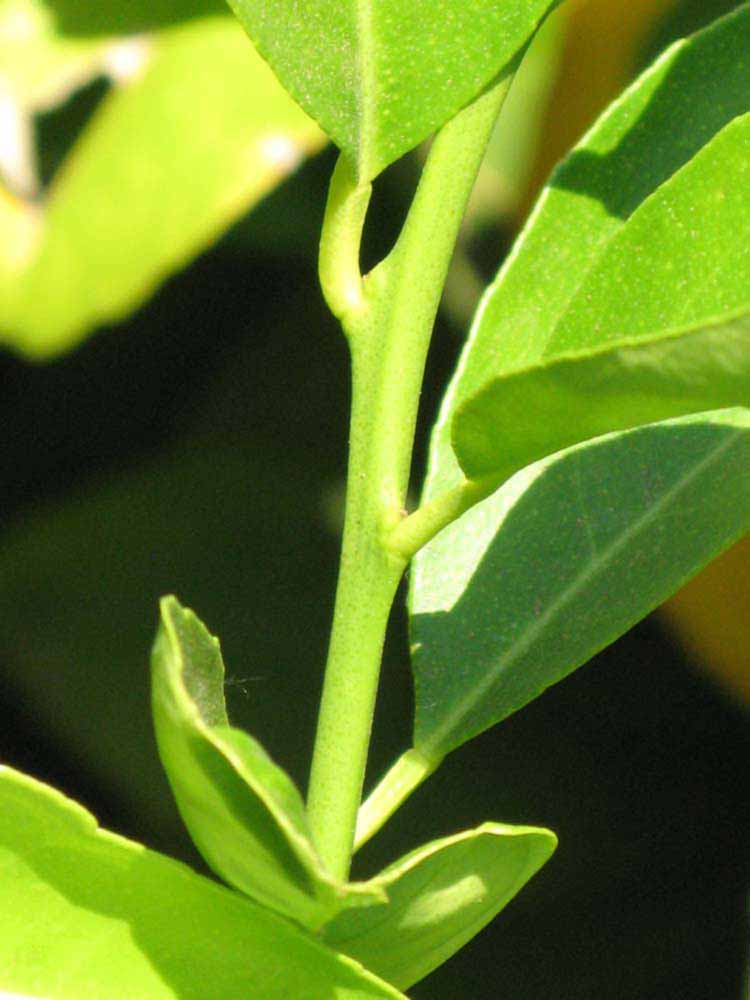            First year twig (South African, Riverside, CA)   